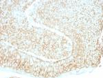 CD59/Complement Regulatory Protein/Protectin Antibody in Immunohistochemistry (Paraffin) (IHC (P))