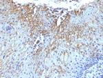 CD59/Complement Regulatory Protein/Protectin Antibody in Immunohistochemistry (Paraffin) (IHC (P))