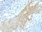 CD59/Complement Regulatory Protein/Protectin Antibody in Immunohistochemistry (Paraffin) (IHC (P))