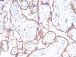 CD59/Complement Regulatory Protein/Protectin Antibody in Immunohistochemistry (Paraffin) (IHC (P))