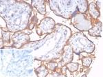 CD59/Complement Regulatory Protein/Protectin Antibody in Immunohistochemistry (Paraffin) (IHC (P))