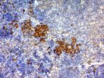 CD63 (Late Endosomes Marker) Antibody in Immunohistochemistry (Paraffin) (IHC (P))