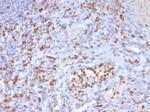 CD63 (Late Endosomes Marker) Antibody in Immunohistochemistry (Paraffin) (IHC (P))