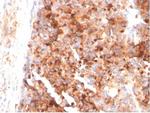 CD63 (Late Endosomes Marker) Antibody in Immunohistochemistry (Paraffin) (IHC (P))
