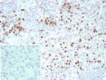 CD63 (Late Endosomes Marker) Antibody in Immunohistochemistry (Paraffin) (IHC (P))
