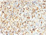 CD63 Antibody in Immunohistochemistry (Paraffin) (IHC (P))