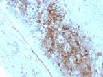 CD63 (Late Endosomes Marker) Monoclonal Antibody (LAMP3/2789)