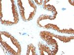 CD63 (Late Endosomes Marker) Antibody in Immunohistochemistry (Paraffin) (IHC (P))