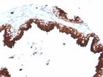CD63 (Late Endosomes Marker) Antibody in Immunohistochemistry (Paraffin) (IHC (P))