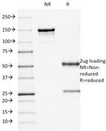 CD68 (Macrophage Marker) Antibody in SDS-PAGE (SDS-PAGE)
