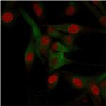 CD68 Antibody in Immunocytochemistry (ICC/IF)