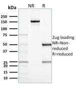 CD68 Antibody in SDS-PAGE (SDS-PAGE)