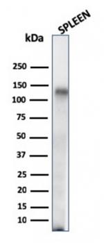 CD68 Antibody in Western Blot (WB)