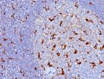 CD68 (Macrophage Marker) Antibody in Immunohistochemistry (Paraffin) (IHC (P))