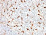 CD68 (Macrophage Marker) Antibody in Immunohistochemistry (Paraffin) (IHC (P))