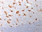 CD68 (Macrophage Marker) Antibody in Immunohistochemistry (Paraffin) (IHC (P))