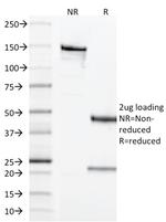 CD68 (Macrophage Marker) Antibody in SDS-PAGE (SDS-PAGE)