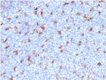 CD68 (Macrophage Marker) Antibody in Immunohistochemistry (Paraffin) (IHC (P))