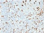 CD68 (Macrophage Marker) Antibody in Immunohistochemistry (Paraffin) (IHC (P))