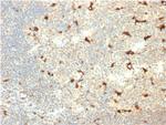 CD68 (Macrophage Marker) Antibody in Immunohistochemistry (Paraffin) (IHC (P))