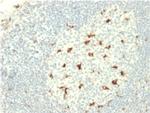 CD68 (Macrophage Marker) Antibody in Immunohistochemistry (Paraffin) (IHC (P))