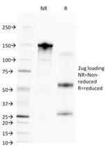 CD68 (Macrophage Marker) Antibody in SDS-PAGE (SDS-PAGE)