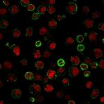 CD74 (B-Cell Marker) Antibody in Immunocytochemistry (ICC/IF)