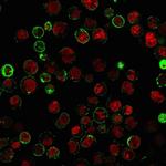 CD74 (B-Cell Marker) Antibody in Immunocytochemistry (ICC/IF)