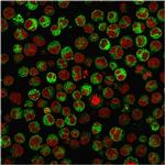 CD79a (B-Cell Marker) Antibody in Immunocytochemistry (ICC/IF)
