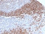 CD79b (B-Cell Marker) Antibody in Immunohistochemistry (Paraffin) (IHC (P))