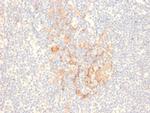 CD79b Antibody in Immunohistochemistry (Paraffin) (IHC (P))