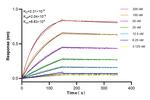 CEACAM8/CD66b Antibody in Surface plasmon resonance (SPR)