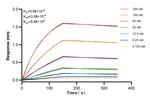 TLR3/CD283 Antibody in Surface plasmon resonance (SPR)