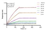 TLR3/CD283 Antibody in Surface plasmon resonance (SPR)