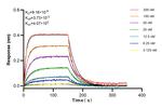 CD354/TREM-1 Antibody in Surface plasmon resonance (SPR)