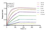 CD126/IL-6R alpha Antibody in Surface plasmon resonance (SPR)