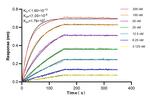 MCP-1 Antibody in Surface plasmon resonance (SPR)
