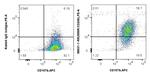 CD206 Antibody in Flow Cytometry (Flow)