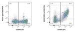 Fas/CD95 Antibody in Flow Cytometry (Flow)