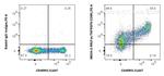 Fas/CD95 Antibody in Flow Cytometry (Flow)