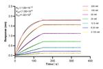 IL-15 Antibody in Surface plasmon resonance (SPR)