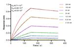 MCP-1 Antibody in Surface plasmon resonance (SPR)