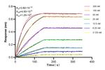 IL-2 Antibody in Surface plasmon resonance (SPR)