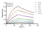 CXCL1 Antibody in Surface plasmon resonance (SPR)