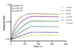 IL-1 alpha Antibody in Surface plasmon resonance (SPR)