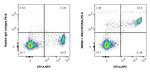 CSF2RA/CD116 Antibody in Flow Cytometry (Flow)