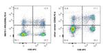 Granzyme B Antibody in Flow Cytometry (Flow)