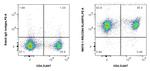 CD84/SLAMF5 Antibody in Flow Cytometry (Flow)