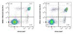 CLEC12A Antibody in Flow Cytometry (Flow)