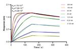CD177 Antibody in Surface plasmon resonance (SPR)